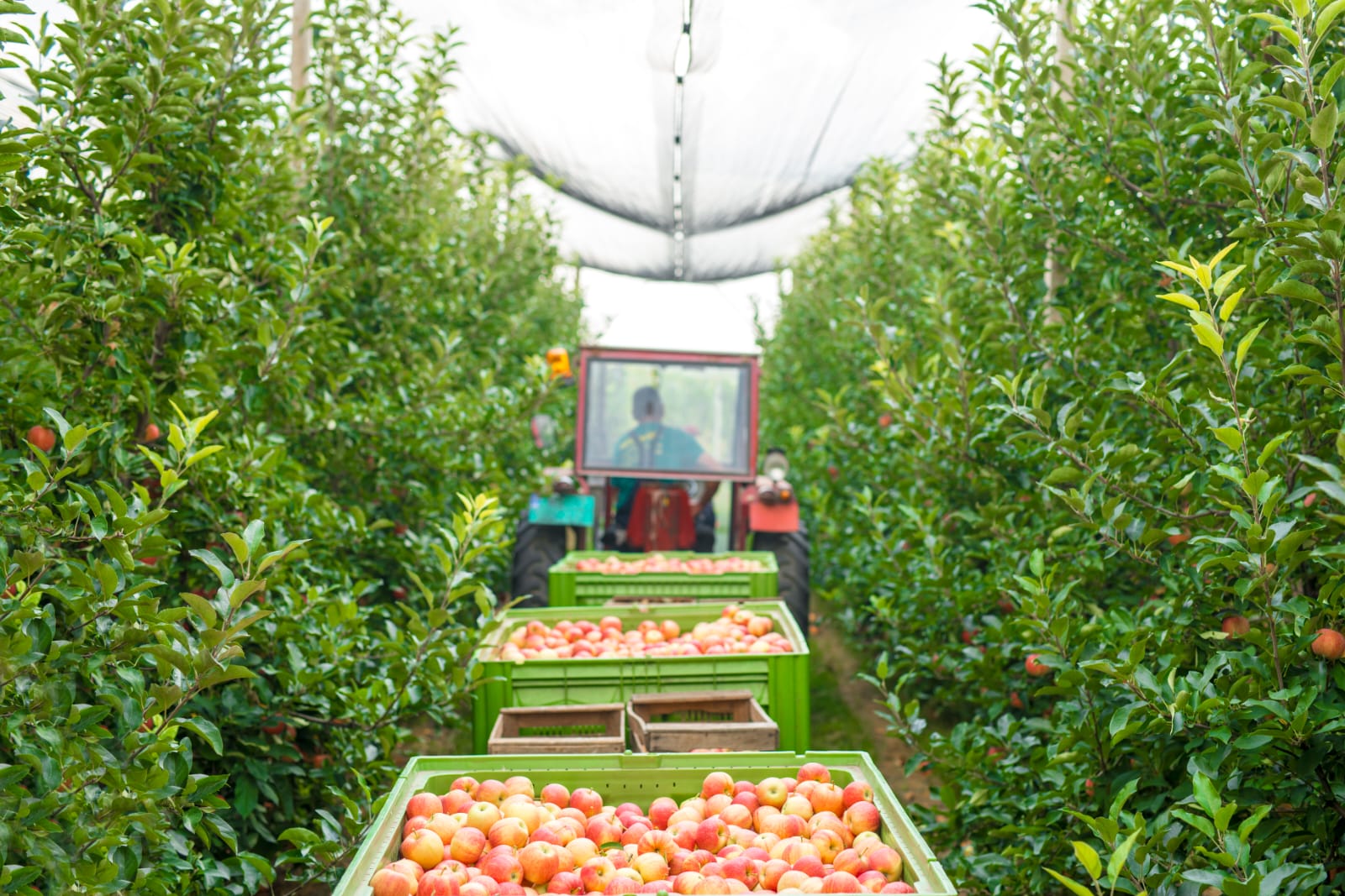 Fruit Orchards