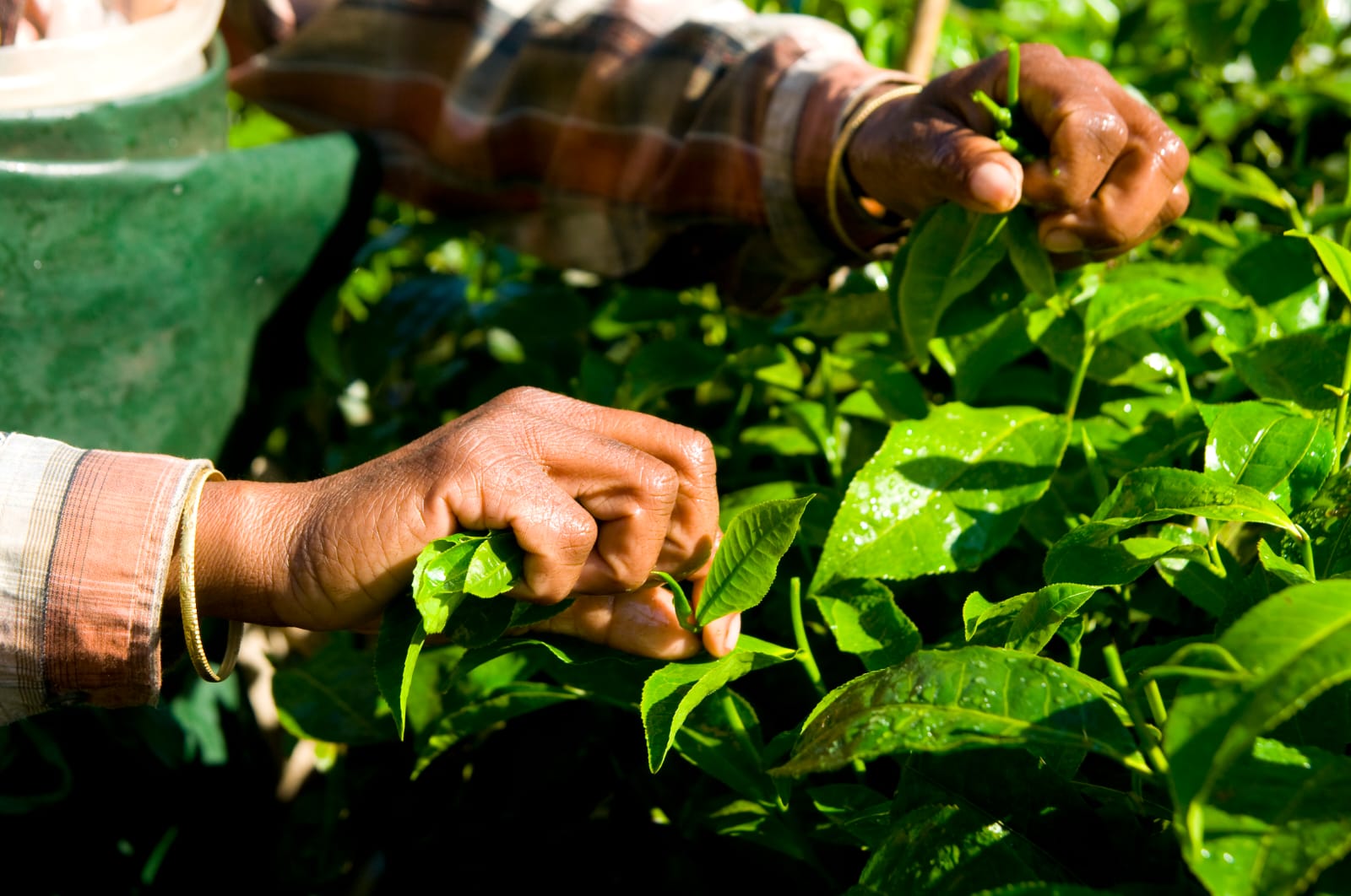 Tea Gardens