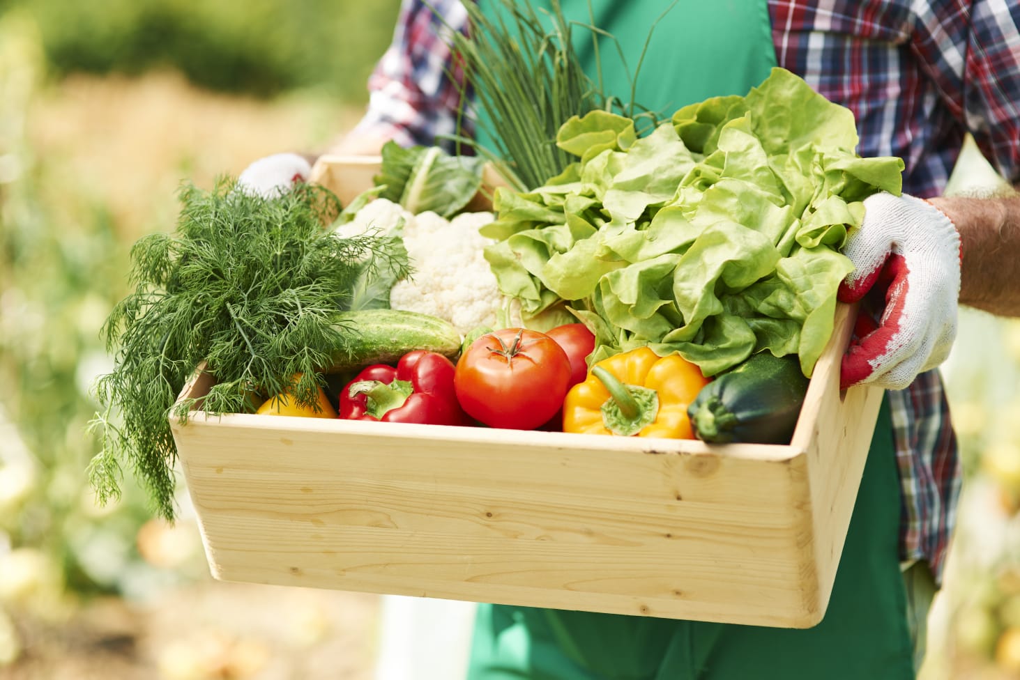 Vegetable Farms